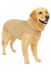 JAS Flamingo Pet Products NV Hondenjas Bonnie Beige 55 cm