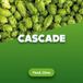 Houblon Cascade 5kg Cônes