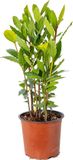 Bloomique - Laurus Nobilis - Echte Laurier - Tuinplanten - Winterhard - Hoogte 40-50 cm - Pot 15 cm