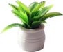 Plante miniature bonsaï pour maison de poupée