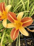 Groendecor Tuinarchitectuur 6x hémérocalle - Hemerocallis 'Frans Hals' | pot de 9x9 cm