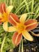 Groendecor Tuinarchitectuur 6x hémérocalle - Hemerocallis 'Frans Hals' | pot de 9x9 cm