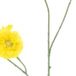 Erutan avon Mini zinnia spray yellow 88 cm