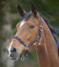Waldhausen Halster paard Motief blauw