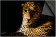 Dietrix Inductie beschermer 60x60 - Black en Gold - Cheetah