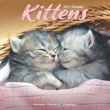 Avonside Kittens Kalender 2027 Wandkalender