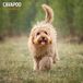 Magnet & Steel Cavapoo Kalender 2027 Wandkalender
