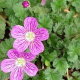 Arborix Erodium Variabile 'Bishop's Form' 6 x Reigersbek pot 9x9cm