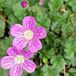 Erodium Variabile 'Bishop's Form' 6 x Reigersbek pot 9x9cm