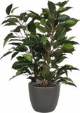 Mica Decorations Ficus kunstplant - groen - 40 cm - met plantenpot - grijs - keramiek - D13.5 en H12.5 cm