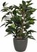 Mica Decorations Ficus kunstplant - groen - 40 cm - met plantenpot - grijs - keramiek - D13.5 en H12.5 cm