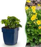Green boutiQ Waldsteinia ternata Goudaardbei Bodembedekkend Geel 1 Plant Pot 11cm Hoogte 15-25cm