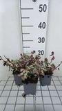 GRDplanten Groendecor Tuinarchitectuur 6x Dovenetel - Lamium mac. 'Red Nancy' | 9x9 cm pot