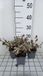 GRDplanten Groendecor Tuinarchitectuur 6x Dovenetel - Lamium mac. 'Red Nancy' | 9x9 cm pot