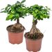 Bloomique - Set van 2 - Ficus Ginseng - Bonsai - Kamerplanten - Luchtzuiverend - Gemakkelijk in onderhoud - Hoogte 20-30 cm - Pot 12 cm