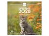 Finocam Calendrier mural 2026, Espagnol, 30 x 30 cm, aperçu mensuel janvier - décembre 2026 + septembre 2025 (4 mois) réduit, calendrier 2026, images de chat