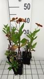 GRDplanten Groendecor Tuinarchitectuur 6x Zonnekruid - Helenium hybr. 'Waltraut' | 9x9 cm pot