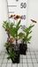 GRDplanten Groendecor Tuinarchitectuur 6x Zonnekruid - Helenium hybr. 'Waltraut' | 9x9 cm pot