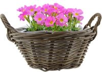 Van der Leeden Planten/bloemen mand met hengsels - rond - bruin - D43 x H18 cm - rotan gevlochten