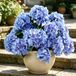 Omgoods Hydrangée artificielle résistante aux UV - Plantes artificielles pour extérieur - Bouquets en fausse soie - Décoration de terrasse - Arrangements de vase - Bleu - Plante artificielle