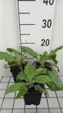 GRDplanten Groendecor Tuinarchitectuur 6x Veldsalie - Salvia prat. 'Sky Dance' | 9x9 cm pot