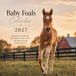 Baby Foals Calendar 2027