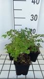 GRDplanten Chinses Ruit 6x Hewitt's Double Thalictrum del. 'Hewitt's Double' | 9x9 cm pot