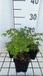GRDplanten Chinses Ruit 6x Hewitt's Double Thalictrum del. 'Hewitt's Double' | 9x9 cm pot