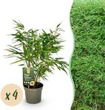 Green boutiQ Bamboe Fargesia rufa - Groen - 4 Planten - Bladhoudend - Niet Woekerend - Pot 17cm - Hoogte 60cm