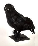 Comarco Sa Rabe, zwart, 23 cm