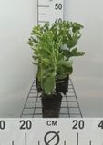 GRDplanten Groendecor Tuinarchitectuur 6x Vetkruid - Sedum hybr. 'Herbstfreude' (syn. 'autumn joy') | 9x9 cm pot