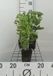 GRDplanten Groendecor Tuinarchitectuur 6x Vetkruid - Sedum hybr. 'Herbstfreude' (syn. 'autumn joy') | 9x9 cm pot