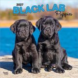 Black Browntrout Publishers Black Labrador Retriever Puppies - Schwarze Labrador Retriever Welpen 2027 - 16-Monatskalender