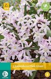 Jub Chionodoxa Pink Giant bloembollen 15 bollen Sneeuwroem JUB