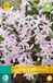 Jub Chionodoxa Pink Giant bloembollen 15 bollen Sneeuwroem JUB
