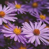 Arborix Aster 6x Aster amellus 'Dr Otto Petschek' Pot 9x9cm - Prachtige vaste plant voor in de tuin