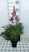GRDplanten Groendecor Tuinarchitectuur 6x Pluimspirea - Astilbe (j) 'Red Sentinel' | 9x9 cm pot
