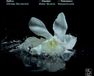 Haendel Arcana Zefiro, Alfredo Bernardini - Telemann: Water Musickwassermusik (CD)