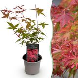 Plantenboetiek.nl Acer palmatum Beni-maiko - Rood - Bladverliezend - Weinig Onderhoud - Ø12cm - 25-35cm hoog - Tuinplant
