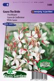 Sluis Garden Prachtkaars The Bride (Gaura lindheimeri) - Wit - 25 zaden