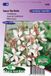 Sluis Garden Prachtkaars The Bride (Gaura lindheimeri) - Wit - 25 zaden