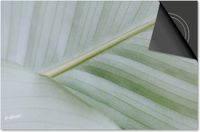 Dietrix Inductie beschermer 71x52 - Leaves - 8 Wit groen blad van dichtbij