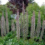 Arborix Acanthus 6 x Acanthus Mollis - Berkelauw pot 9x9 cm