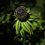 Arborix Rudbeckia 6 x Rudbeckia Occidentalis 'Green Wizard' - Zonnehoed pot 9x9cm - Groene kegelvormige bloemen, donkere stelen