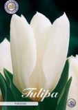 Dutch Flower Lady Purissima Fosteriana Tulpenbollen Wit 10 stuks Bolmaat 12+