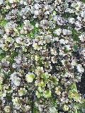 GRDplanten Groendecor Tuinarchitectuur 6x Steenbreek - Saxifraga cort. 'Black Ruby' | 9x9 cm pot