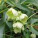 Arborix Helleborus 6 x Helleborus Argutifolius - Nieskruid pot 9x9cm