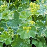Arborix Alchemilla Mollis 6 x Vrouwenmantel pot 9x9cm