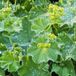 Alchemilla Mollis 6 x Manteau de femme pot 9x9cm
