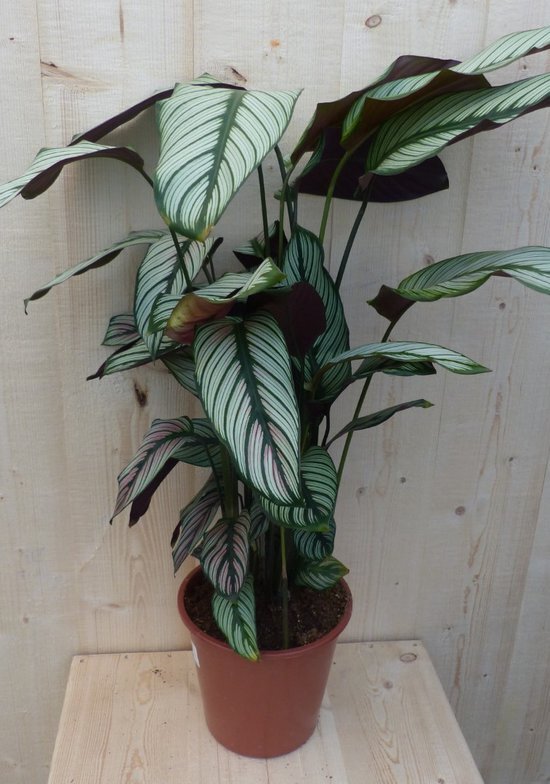 Warentuin Natuurlijk Calathea Whitestar Pauwenplant wit blad 60 cm